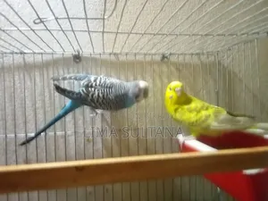 A Pair of Budgies (Running)