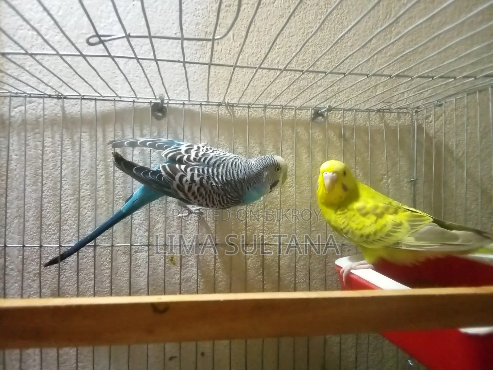A Pair of Budgies (Running)