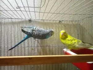 A Pair of Budgies (Running)