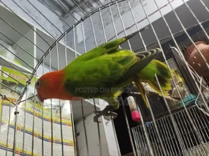 Lovebird For Sale