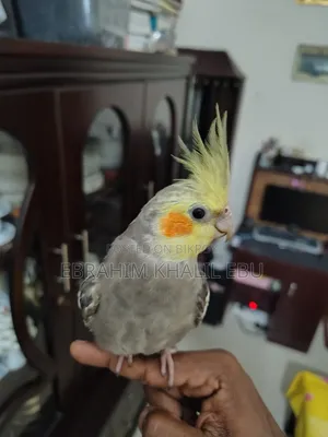 ককাটেল (Cockatiel) পাখি