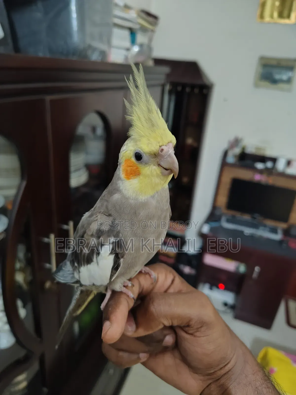 ককাটেল (Cockatiel) পাখি