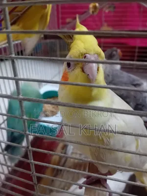 Love Bird Cockatiel Team
