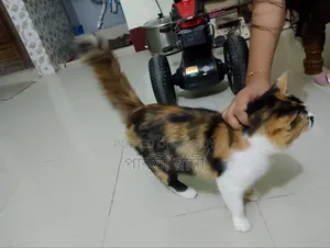 6-12 Months Female Mixed Breed Tabby
