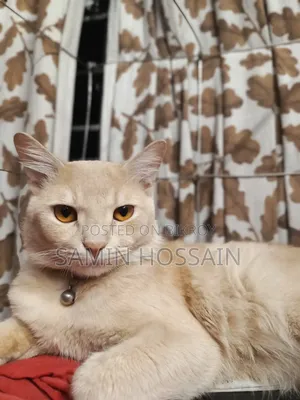 1+ Year Male Mixed Breed Bengal