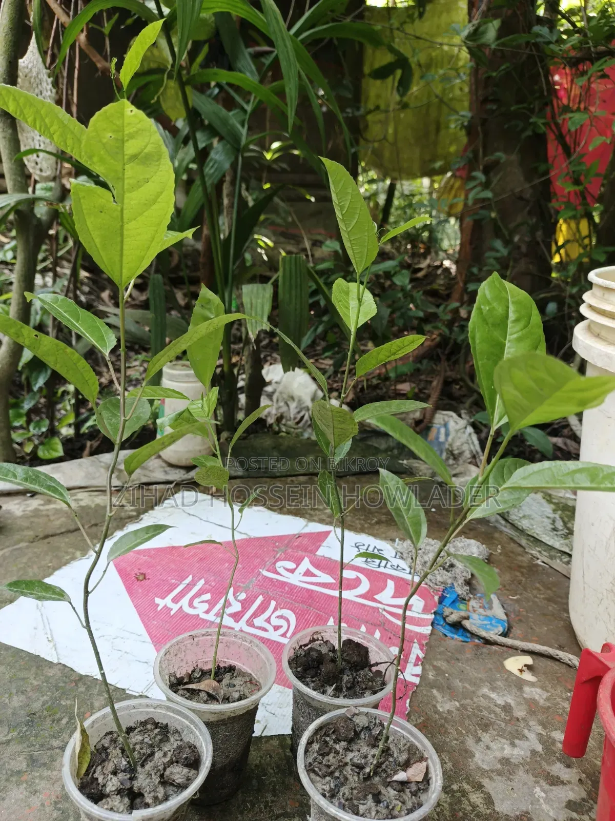 Tang Fruit/Anarkali Saplings for Sale - 50 to 150 Taka
