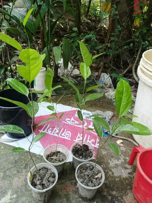 Tang Fruit/Anarkali Saplings for Sale - 50 to 150 Taka