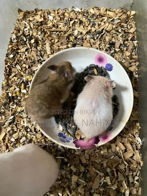Syrian Hamster
