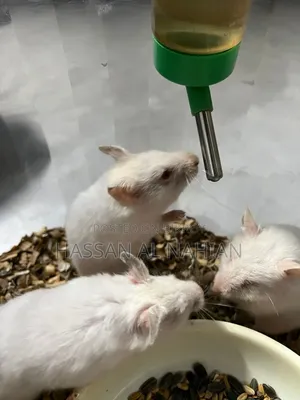 Syrian Hamster