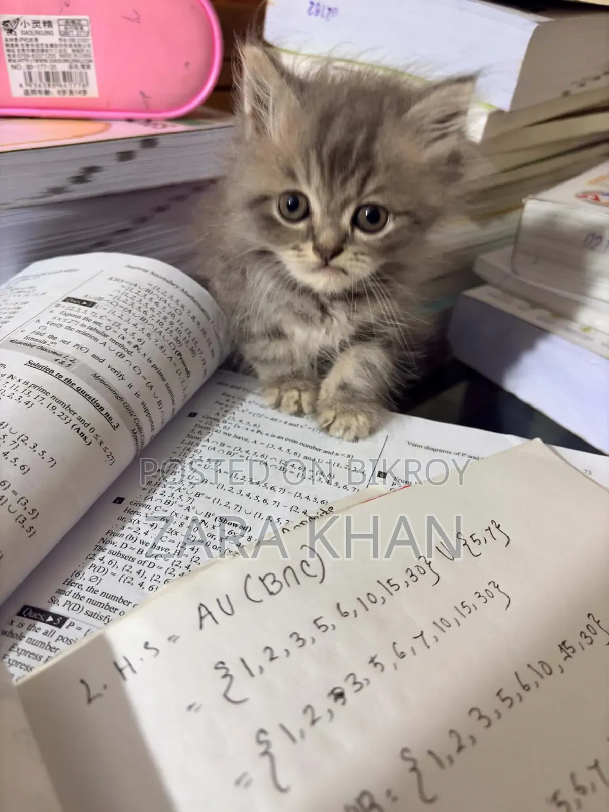 3-6 Months Male Purebred Persian
