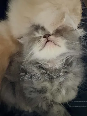 3-6 Months Male Purebred Persian