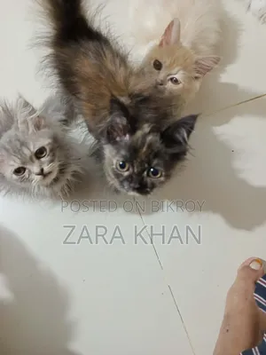 3-6 Months Male Purebred Persian