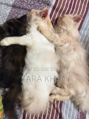 3-6 Months Male Purebred Persian