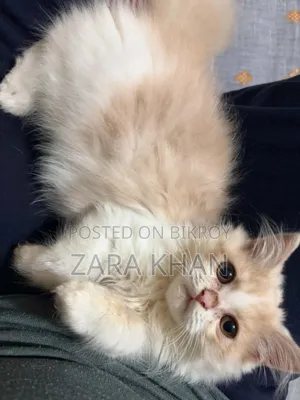 3-6 Months Male Purebred Persian