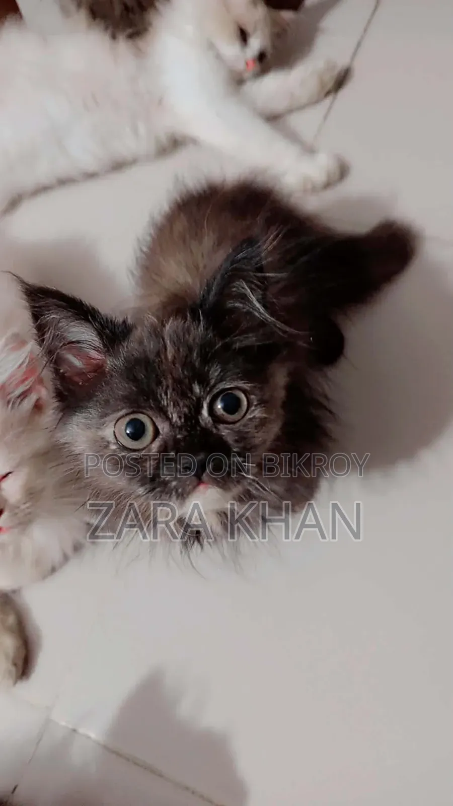 3-6 Months Male Purebred Persian