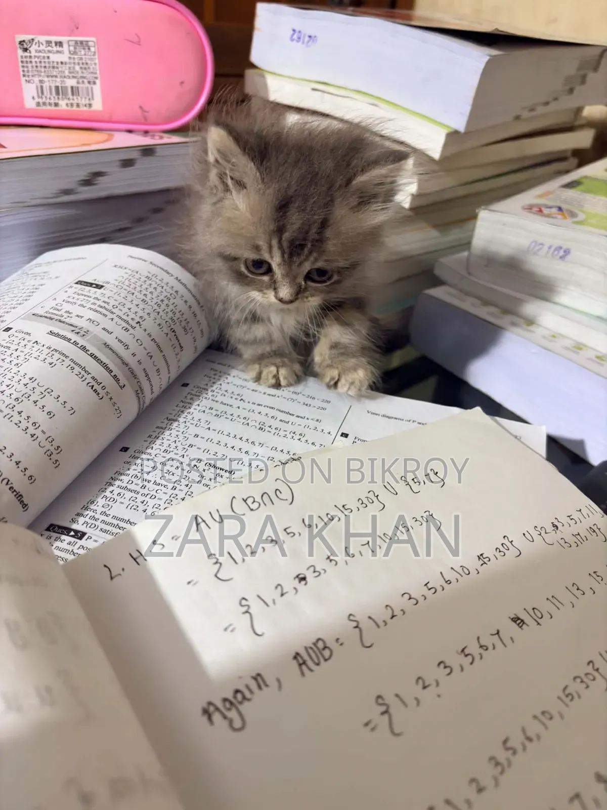 3-6 Months Male Purebred Persian