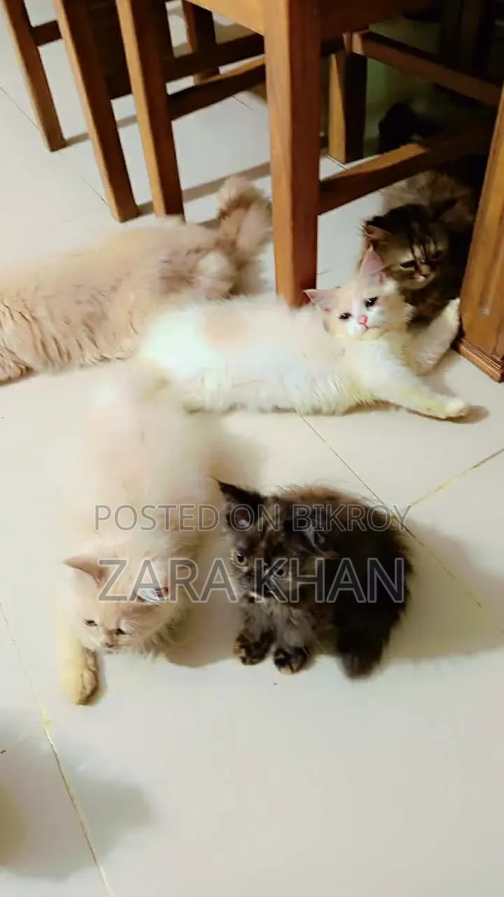 3-6 Months Male Purebred Persian