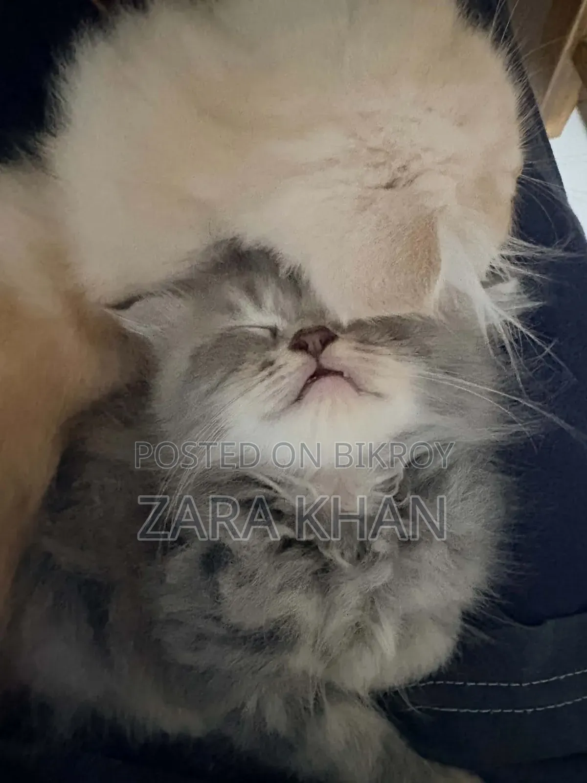 3-6 Months Male Purebred Persian