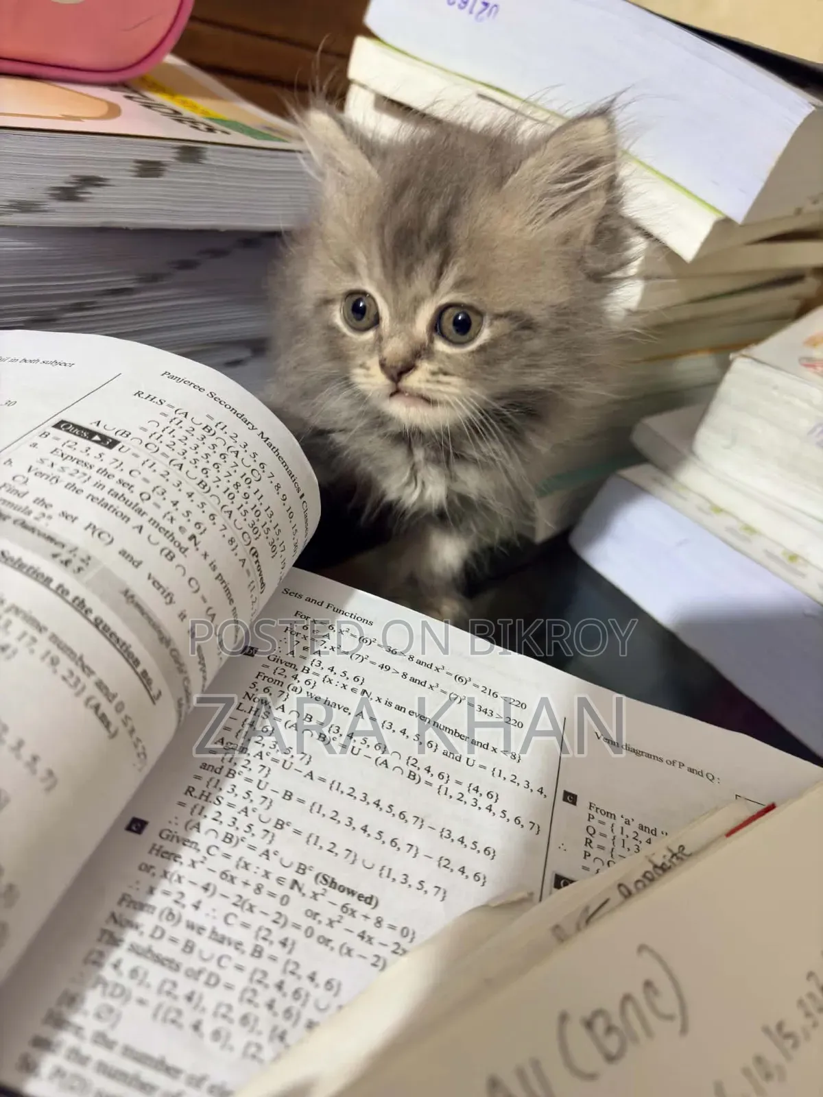 3-6 Months Male Purebred Persian