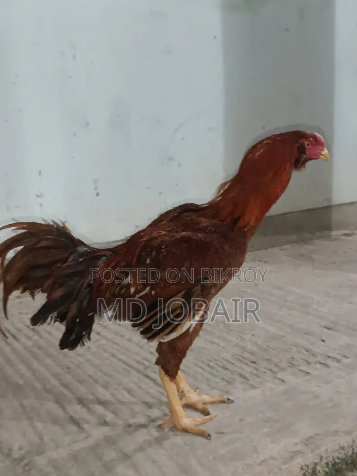 আসিল মোরগ এবং মুরগি