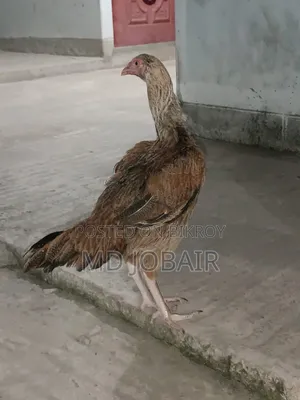 আসিল মোরগ এবং মুরগি