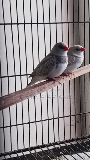 Fire Tail Finch Bidding Pyar
