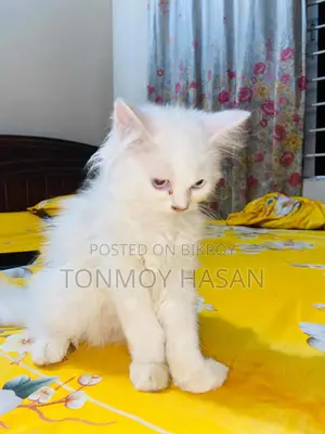1-3 Months Female Purebred Persian