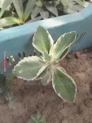 Variegated Kalanchoe