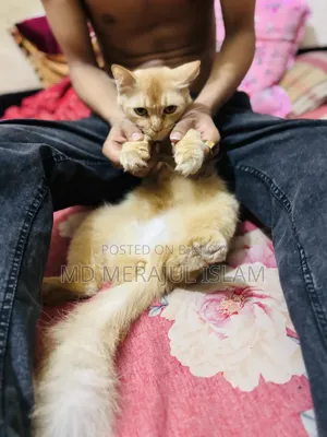 3-6 Months Female Mixed Breed Persian