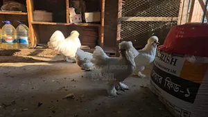 ১ সেট সুলতান
