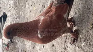 চিলা কবুতর Kobutor