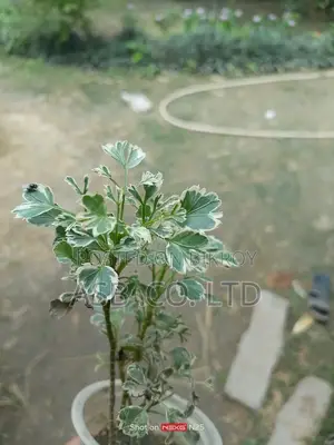 White Frosted Aralia Plant