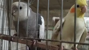 ককাটেল পাখির রানিং জোড়া
