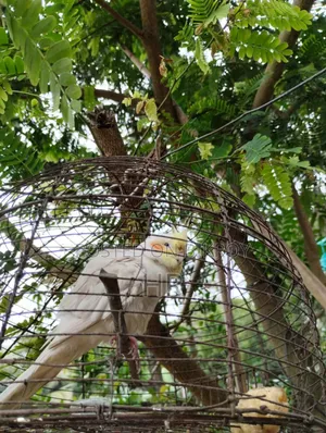 ককাটেল পাখি বিক্রি হবে