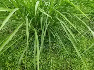 ইন্দোনেশিয়ান স্মার্ট নেপিয়ার