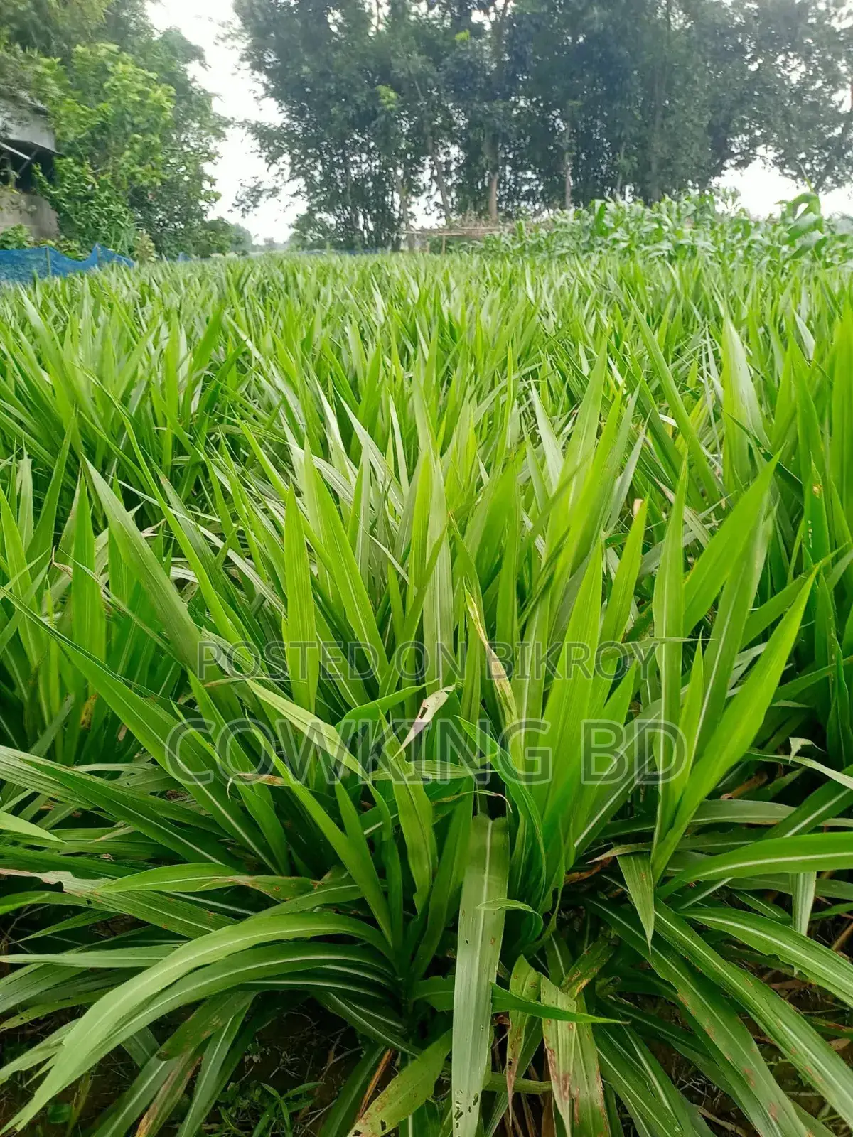 Indonesian Smart Napier