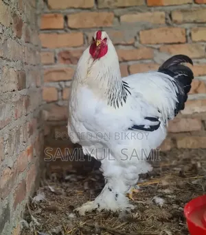 Colombian Light Brahma Rooster and Hen for Sale