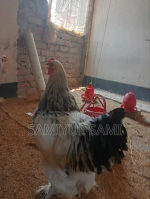 Colombian Light Brahma Rooster and Hen for Sale