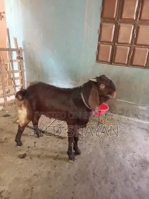 কুরবানির ছাগল