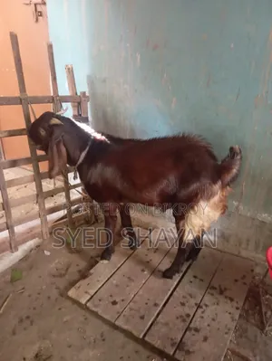 কুরবানির ছাগল