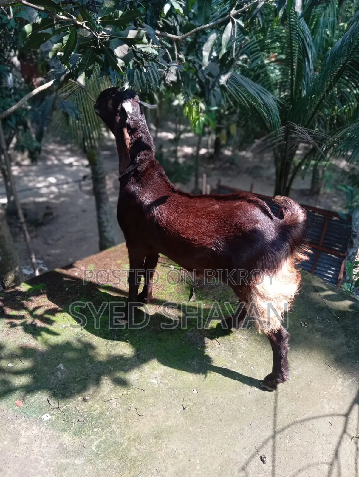 কুরবানির ছাগল