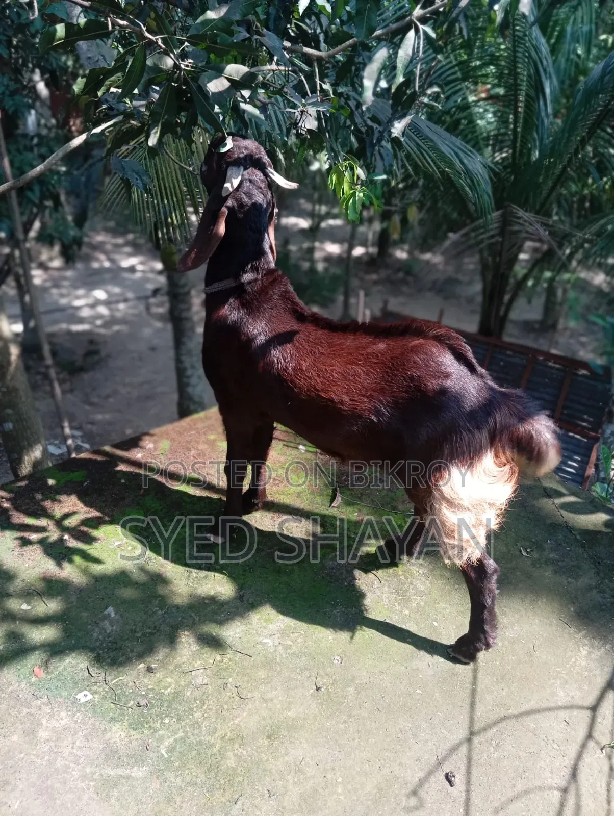 কুরবানির ছাগল