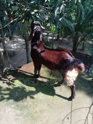 কুরবানির ছাগল