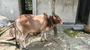 ষাঁড় গরু বিক্রি হবে।