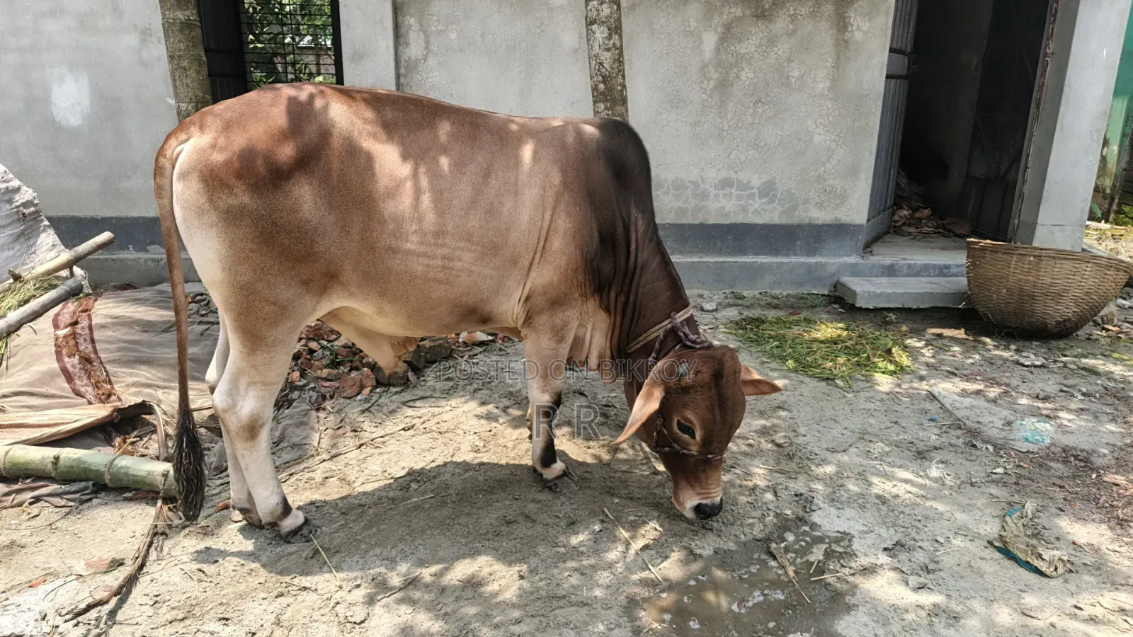 ষাঁড় গরু বিক্রি হবে।