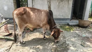 ষাঁড় গরু বিক্রি হবে।