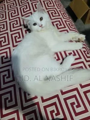1+ Year Female Purebred Persian