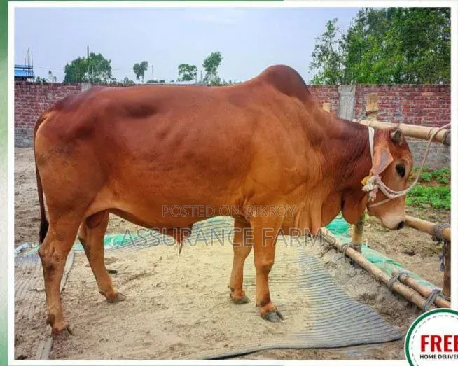 কুরবানির গরু