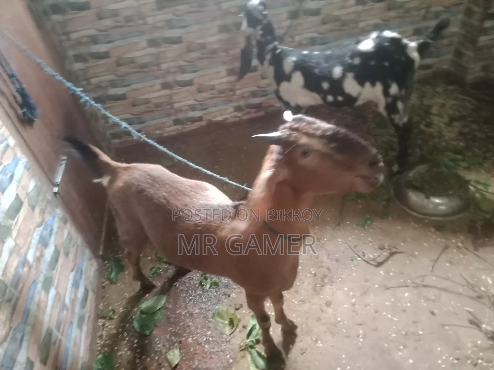 কোরবানির ছাগল