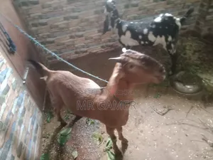 কোরবানির ছাগল